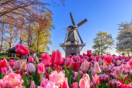 Keukenhof (Stationsweg) in June
