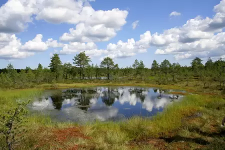 Lahemaa National Park in February