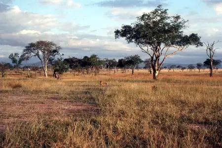 Mikumi National Park in May