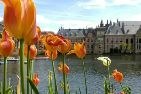 Den Haag in June