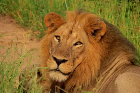 Ruaha National Park in September