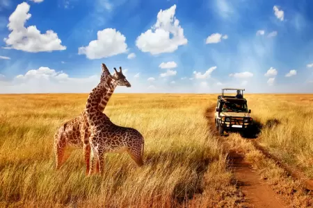 Serengeti National Park in January