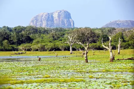 Yala National Park