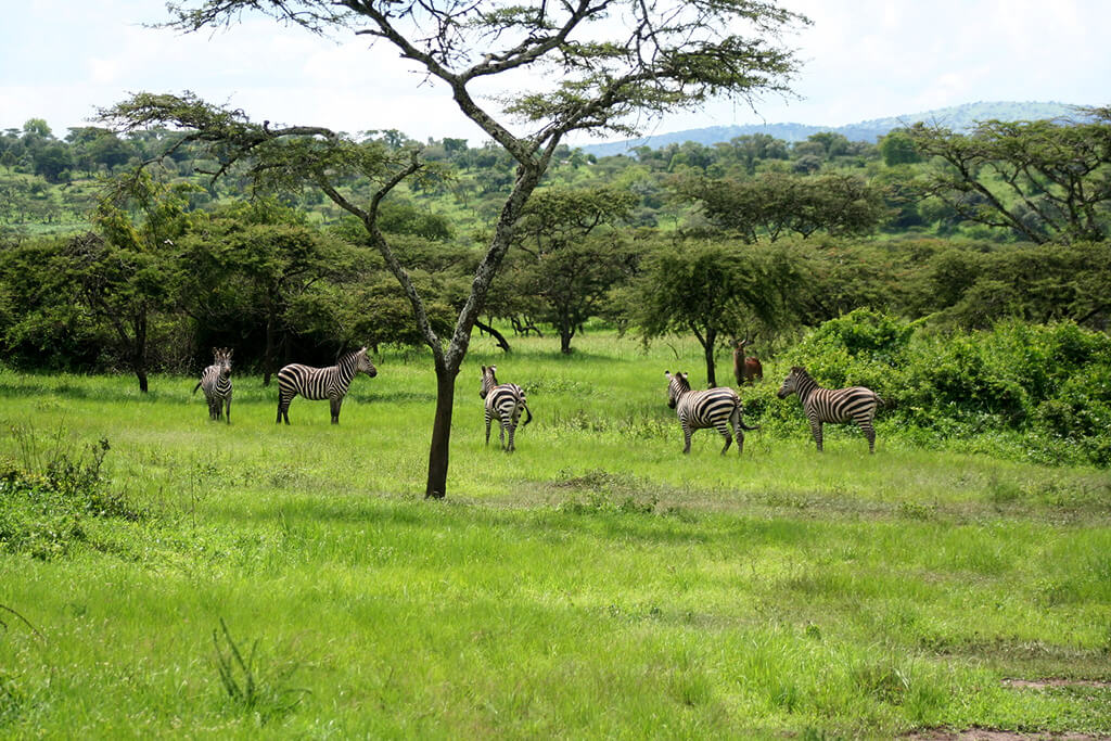 Akagera National Park : 