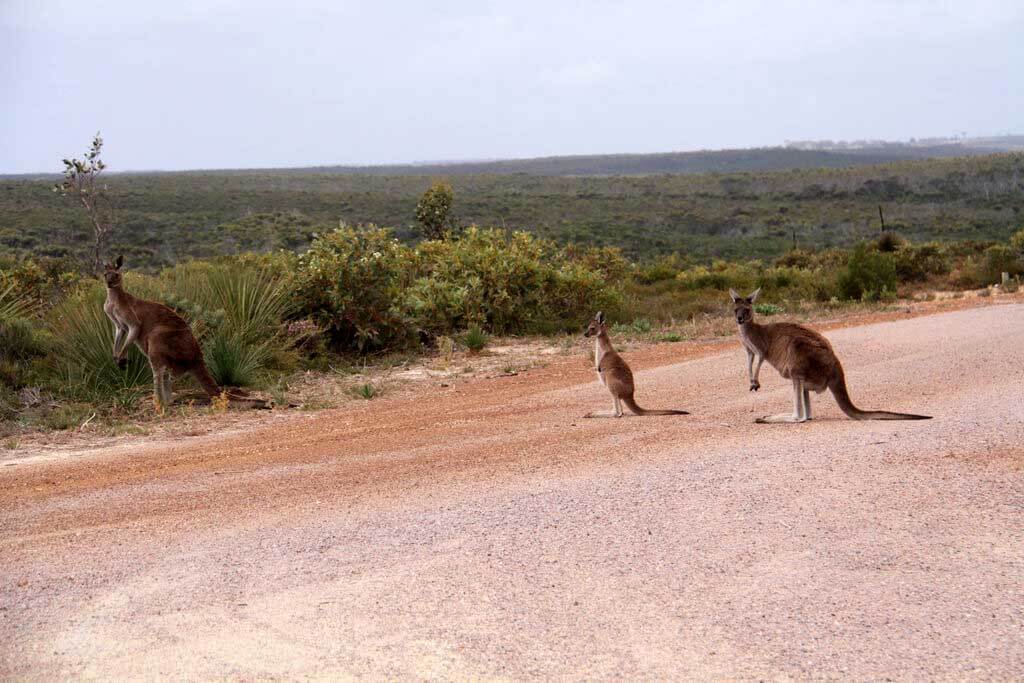 Cape Arid National Park : 