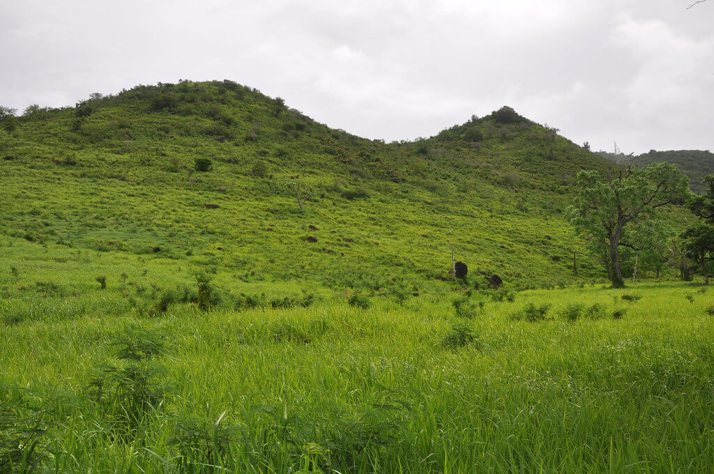 Colombier : Colombier :