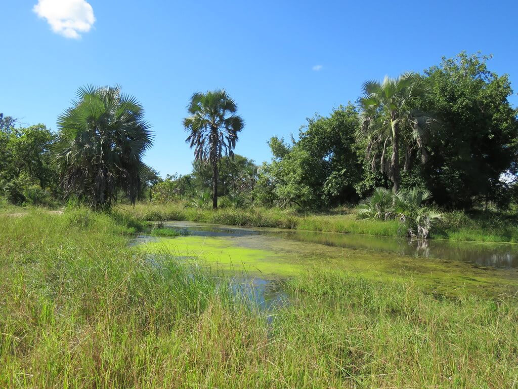 Gorongosa National Park : 