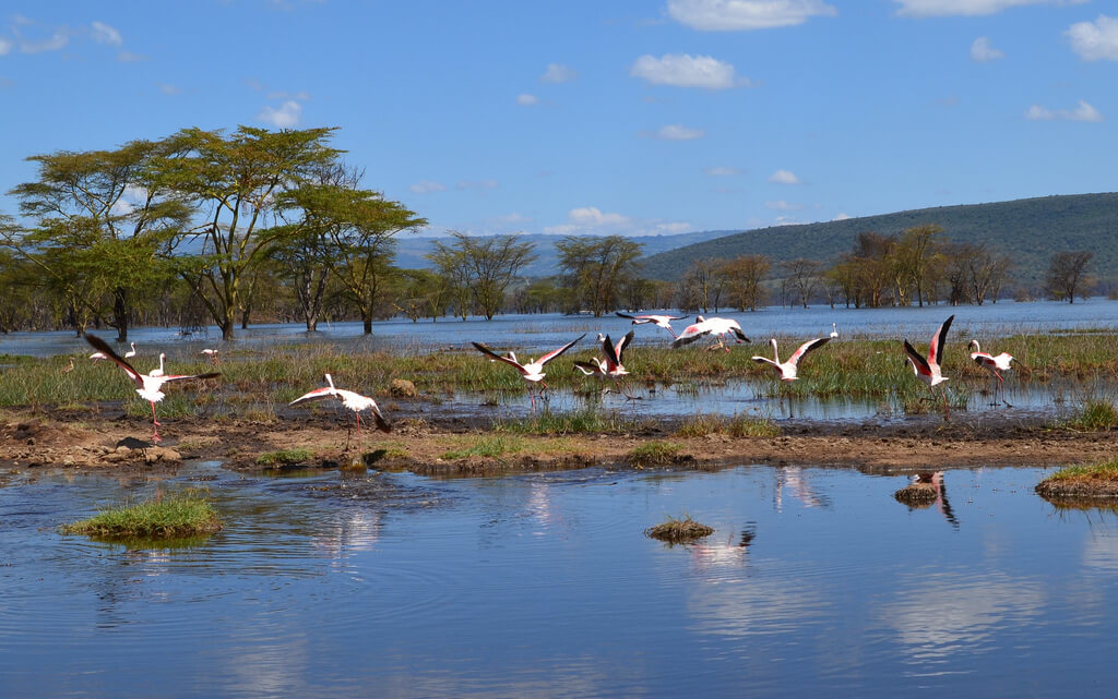 Lake Nakuru National Park : 