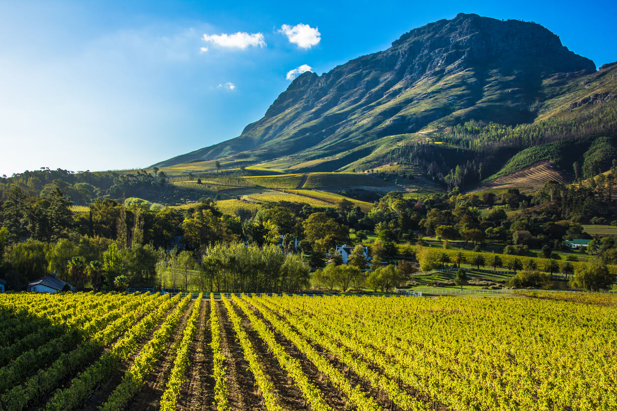 Stellenbosch : Stellenbosh et la route des Vins Stellenbosch : Stellenbosh et la route des Vins