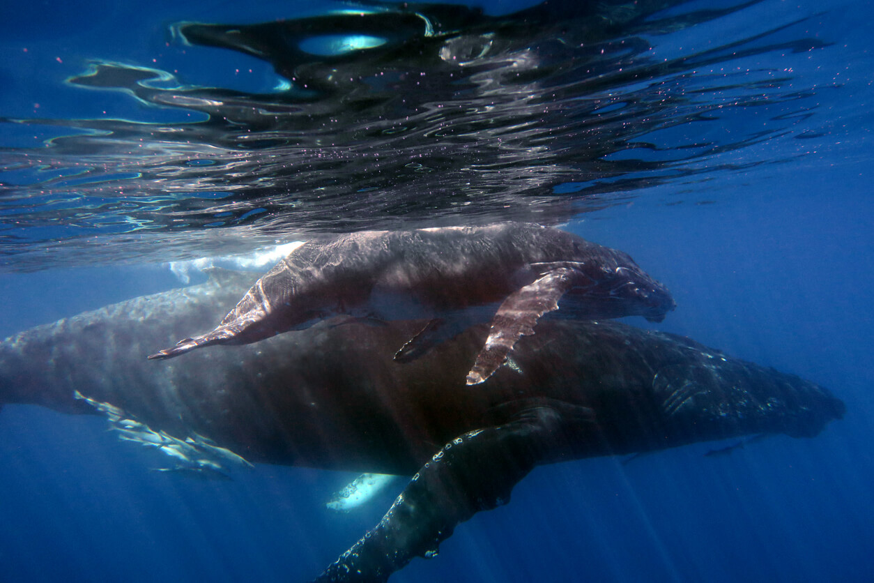 Sainte-Marie Island : Les baleines à bosse à Sainte-Marie