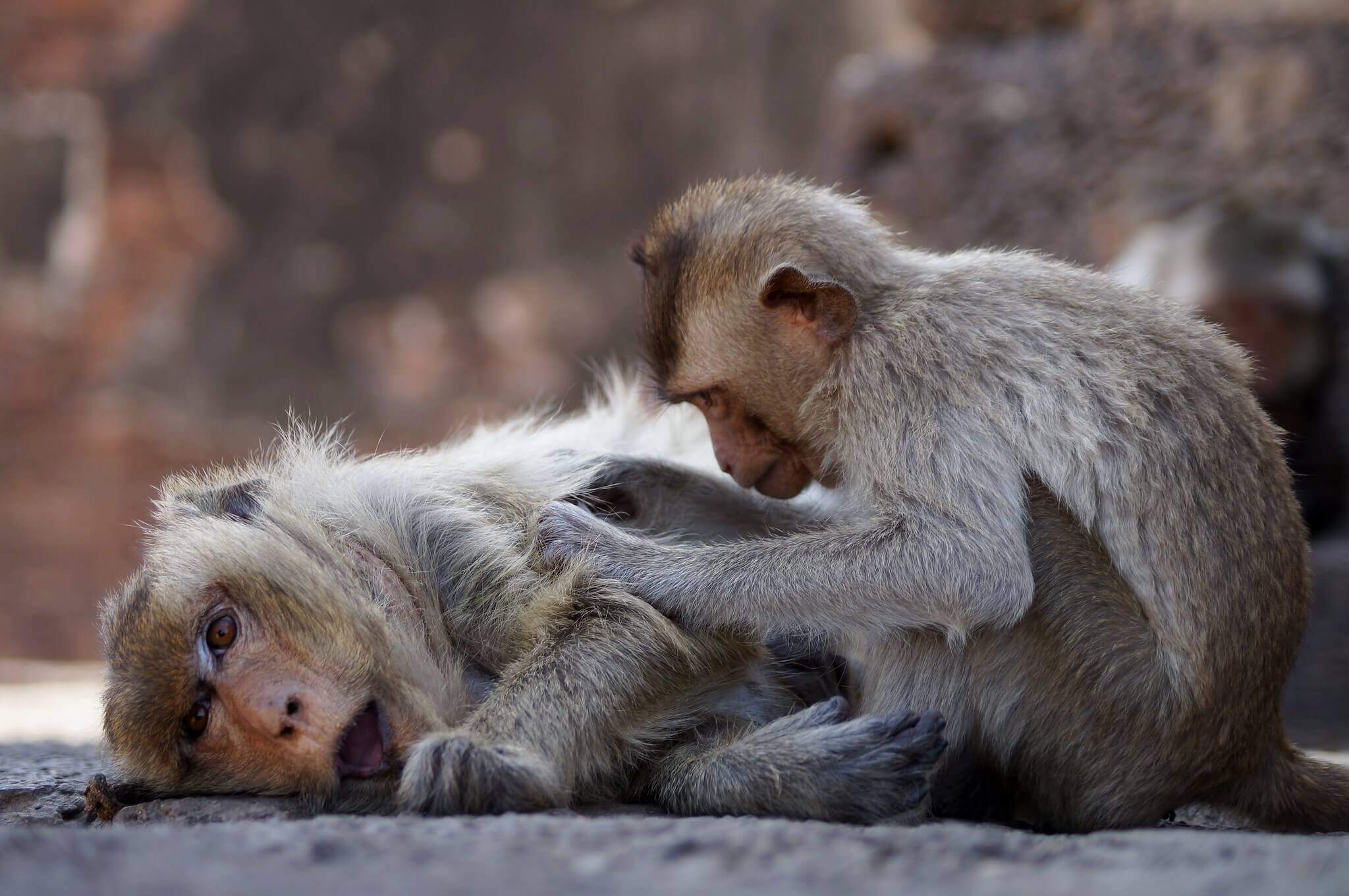 Lopburi : Temple des singes à Lopburi