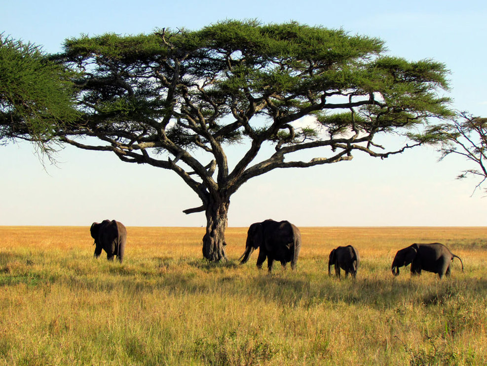 National Park of Upper Niger : 
