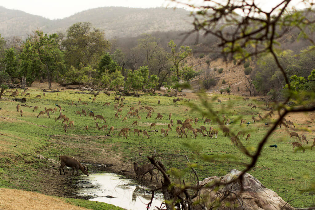 Ranthambore National Park : 