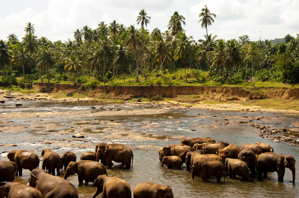 Udawalawe National Park : 