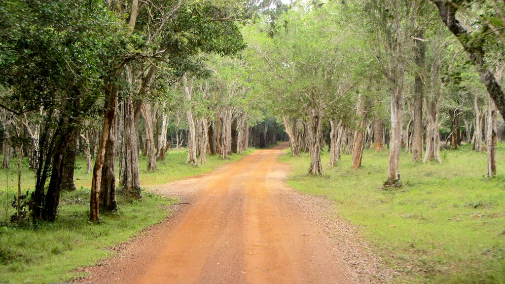 Wilpattu National Park : 